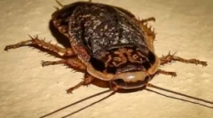 Вміст і годування мармурових тарганів