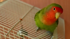 Вміст і турбота про коханців вдома