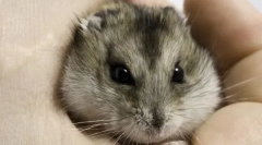 Вміст дрібних гризунів