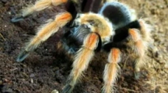 Зміст павутино-птиці вдома