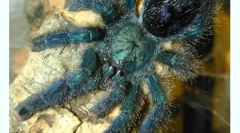 Вміст павуків у будинку