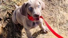 Вміст собак