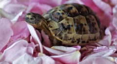 Вміст землі черепахи вдома