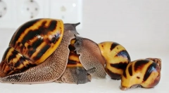 Вміст ахатинської равлики та правил догляду за домом