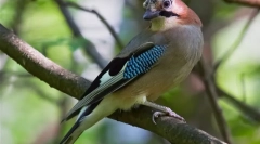 Союка (фото) - птах, вражаючий своїм репертуаром