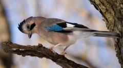 Загальний джике