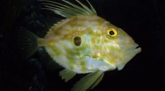 Сучасний звичайний