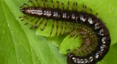 Жаль-сорочка та інші види багатостороннього