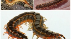 На жаль-посуд: опис та спосіб життя