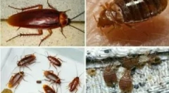 Співіснування помилок і тарганів у квартирі