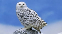 Сова полярна