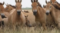 Сучасні дикі коні
