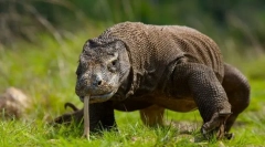 Сучасні дракони