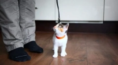 Сучасні методи навчання cat