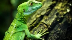 Сучасні рептилії