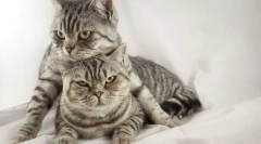 Спарювання кішок