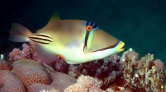 Шпінатор пофарбований