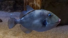 Сірий spinorogogo