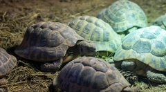 Гіблічні черепахи, як зима черепаха