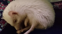 Гіблічне їжак, де і як їжак