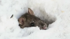 Миша спить взимку?