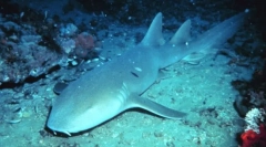 Робити рибний сон?