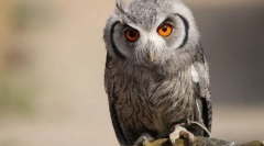 Сповільнювати