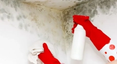 Методи та інструменти, щоб позбутися грибка на стінах