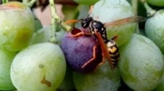 Методи та засоби захисту винограду з ос