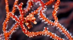 Шляхи маски та захист від риби