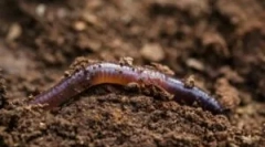 Способи переміщення дощового черв'яка