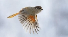 Методи руху у птахів