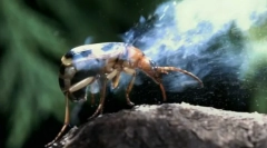 Способи захисту комах