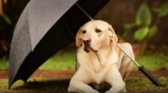 Спрей з бліх для тварин і вдома