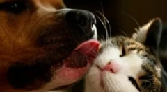 Спрей-бар для кішок і собак