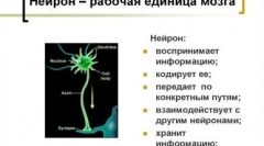 Порівняйте коріння та собака інтелекту: хто розумний