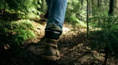 Хабітат кліщів