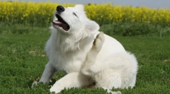 Файл з блохи та кліщів для собак і котів