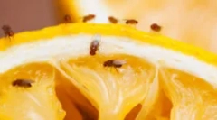 Кошти з гну та фруктових мошадів