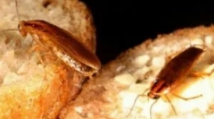 Інструменти з тарганів, сейф для дітей та тварин