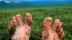 Захист інструментів від комарів у природі