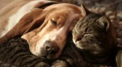 Означає адвокат: склад та інструкції щодо використання