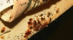 Блокбастер з помилок, тарганів та інших комах