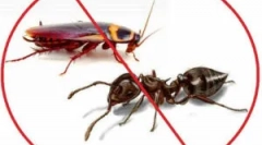 Інструмент fas: форми випуску та застосування