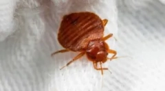 Чистий будинок телопарт