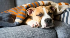 Стафілокок у собак: симптоми, лікування, профілактика