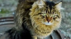 Старий кіт. Знаки, догляд, їжа