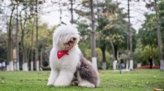 Staranangal shepherda