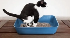 Я впевнений, що кішка вдома