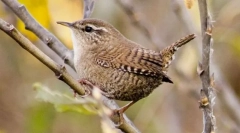 Стівен чагарник ріша